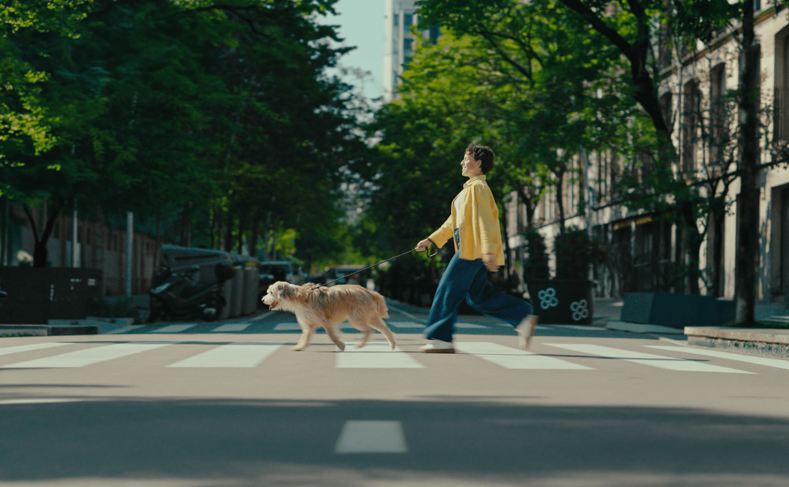 A person in a yellow jacket walks a dog on a crosswalk in a tree-lined urban street, showcasing a peaceful city atmosphere.