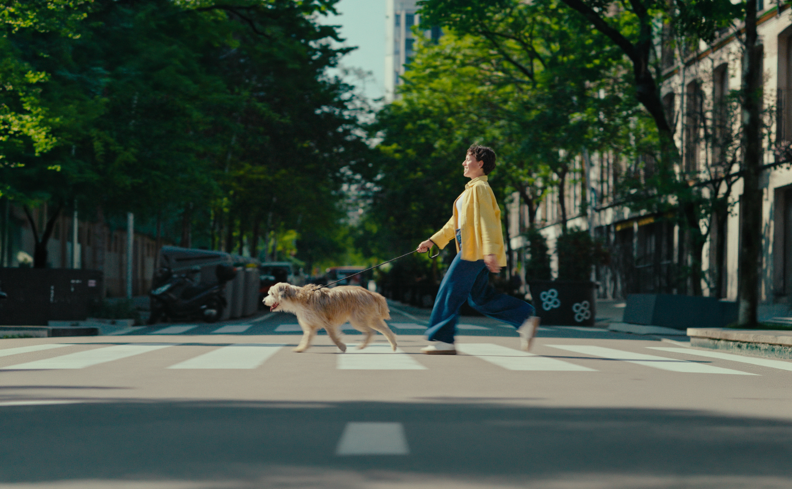 A person in a yellow jacket walks a dog on a crosswalk in a tree-lined urban street, showcasing a peaceful city atmosphere.